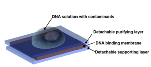 Multilayered Membrane Assembly