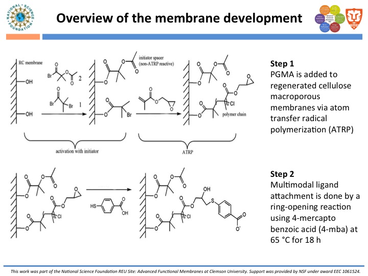 Overview of Membrane Development